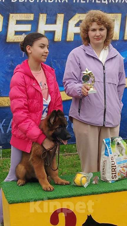 Собаки в других городах Московской области: Щенки немецкой овчарки.  Мальчик, 60 000 руб. - фото 3
