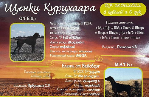 Объявление: Продам щенков Курцхаара, 25 000 руб., Краснодар