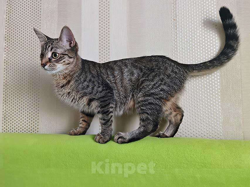 Кошки в Москве: Минитигренок Лора, ласковая кошечка-подросток ищет дом Девочка, Бесплатно - фото 1