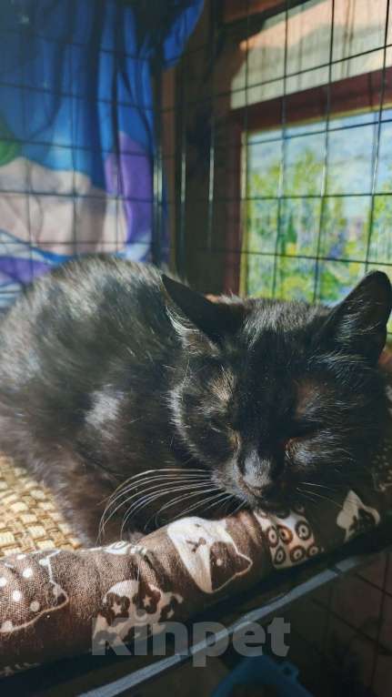 Кошки в Санкт-Петербурге: Флорида Девочка, Бесплатно - фото 2