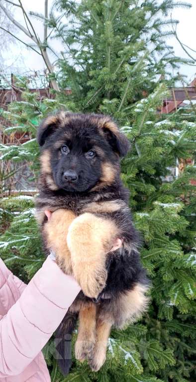 Собаки в Томске: Щенки немецкой овчарки Мальчик, 60 000 руб. - фото 2