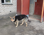Собаки в Ивантеевке: Пес ищет хозяина Мальчик, Бесплатно - фото 2