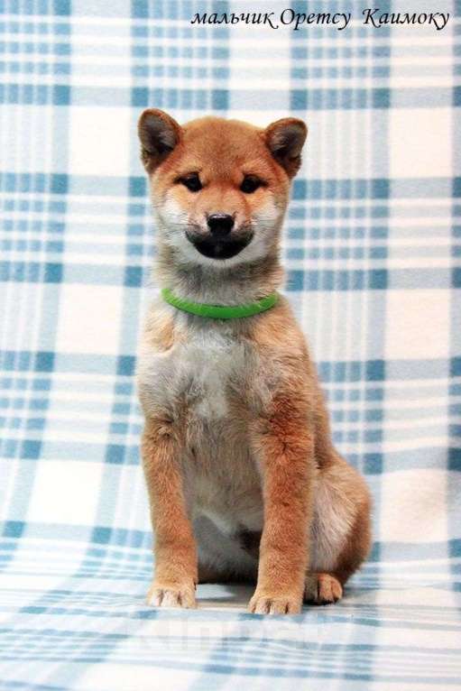 Собаки в Москве: щенки сиба ину (шиба ину) Мальчик, 30 000 руб. - фото 6