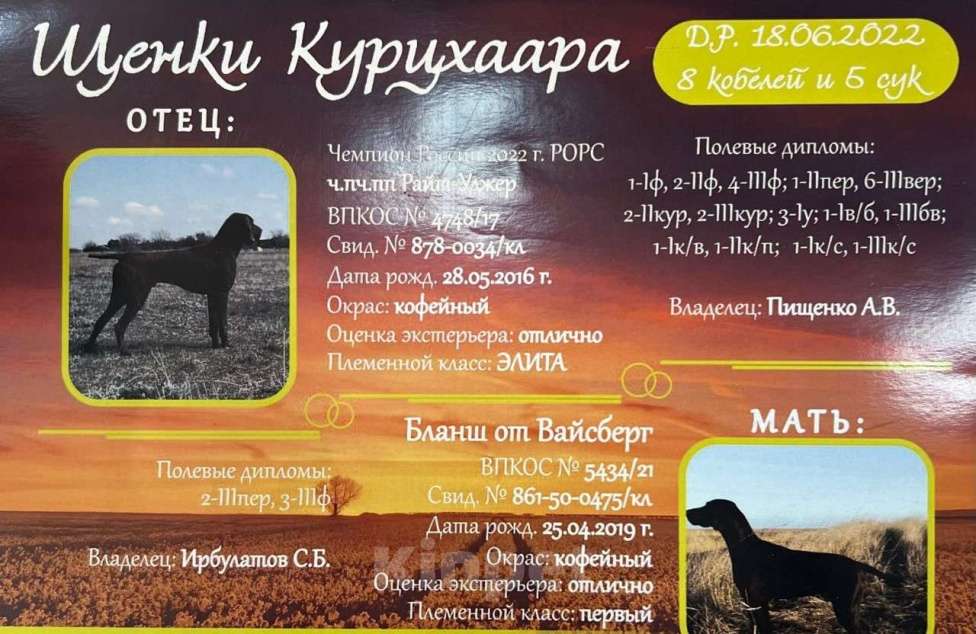 Собаки в Краснодаре: Продам щенков Курцхаара Мальчик, 25 000 руб. - фото 1