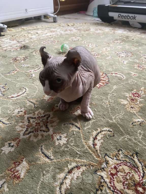 Кошки в Балашихе: Котенок Эльф Девочка, 15 000 руб. - фото 6