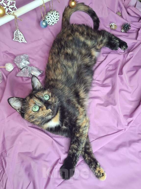 Кошки в Москве: Кошка с невероятными глазами в добрые руки  Девочка, Бесплатно - фото 2