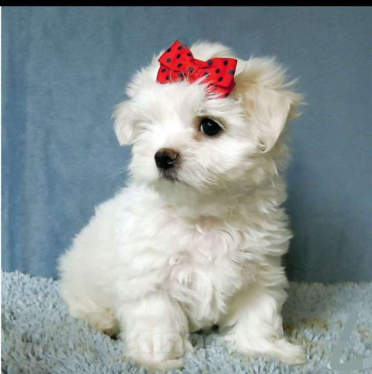 Собаки в Зеленограде: Мальтезе РКФ Девочка, 90 000 руб. - фото 2