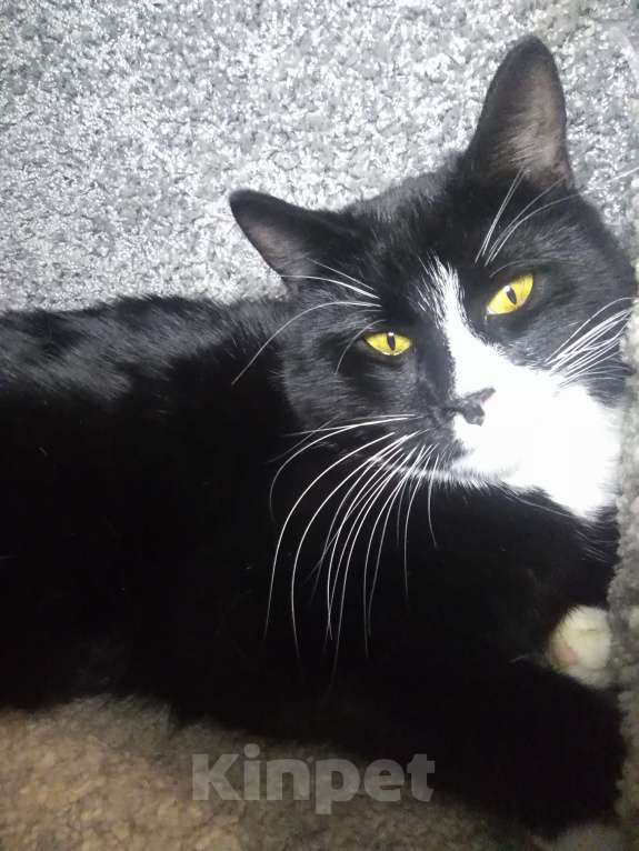 Кошки в Санкт-Петербурге: Очень нужна помощь-дом или передержка для кошечки Луны Девочка, Бесплатно - фото 1