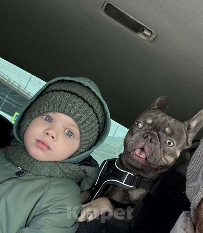 Собаки в Красноярске: Французкий бульдог мальчик Мальчик, 15 000 руб. - фото 3