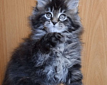 Кошки в Челябинске: Котенок - кошечка Мейн кун Девочка, 40 000 руб. - фото 2