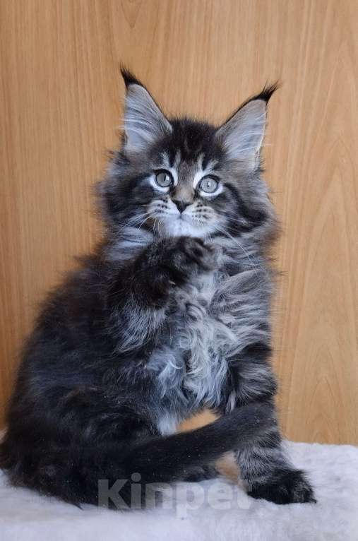 Кошки в Челябинске: Котенок - кошечка Мейн кун Девочка, 40 000 руб. - фото 2