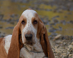 Собаки в Армавире: Щенки бассет хаунда Мальчик, 50 000 руб. - фото 6