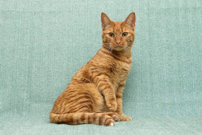 Кошки в Реутове: Взрослая кошка в добрые руки Девочка, Бесплатно - фото 8