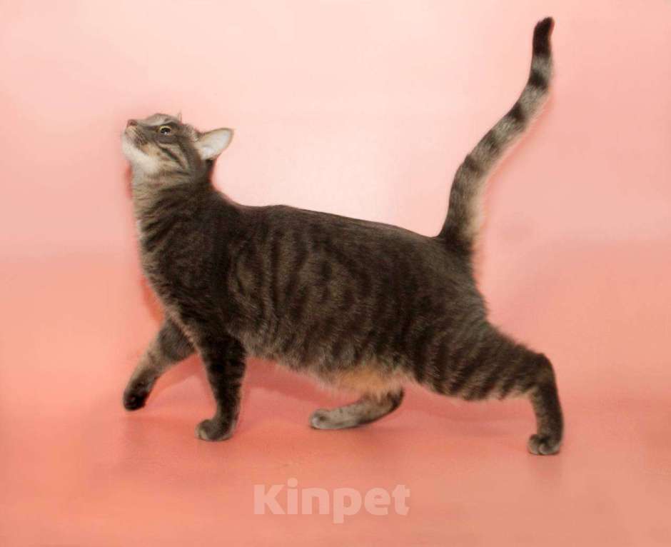 Кошки в Москве: кошка Шанти ищет дом Девочка, Бесплатно - фото 4