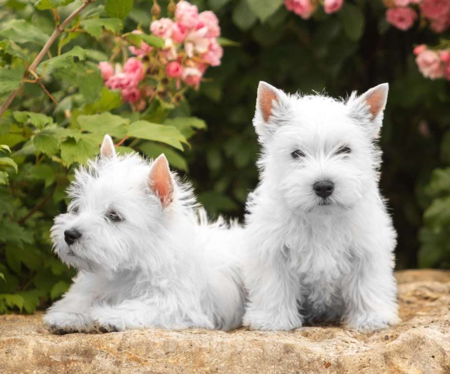 Собаки в Москве: Вест хайленд уайт терьер- настоящие ВЕСТИКИ Мальчик, Бесплатно - фото 3