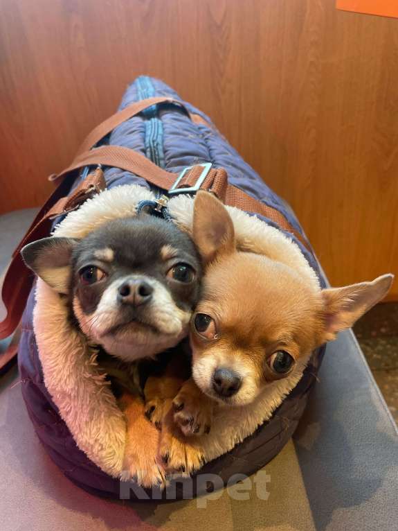 Собаки в Москве: Чихуахуа триколор кобель Мальчик, 25 000 руб. - фото 2