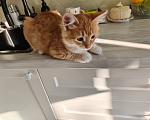 Кошки в Саратове: В добрые руки Девочка, Бесплатно - фото 2