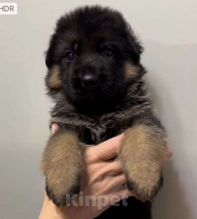 Собаки в Екатеринбурге: Щенки немецкой овчарки Разнополые, Бесплатно - фото 1