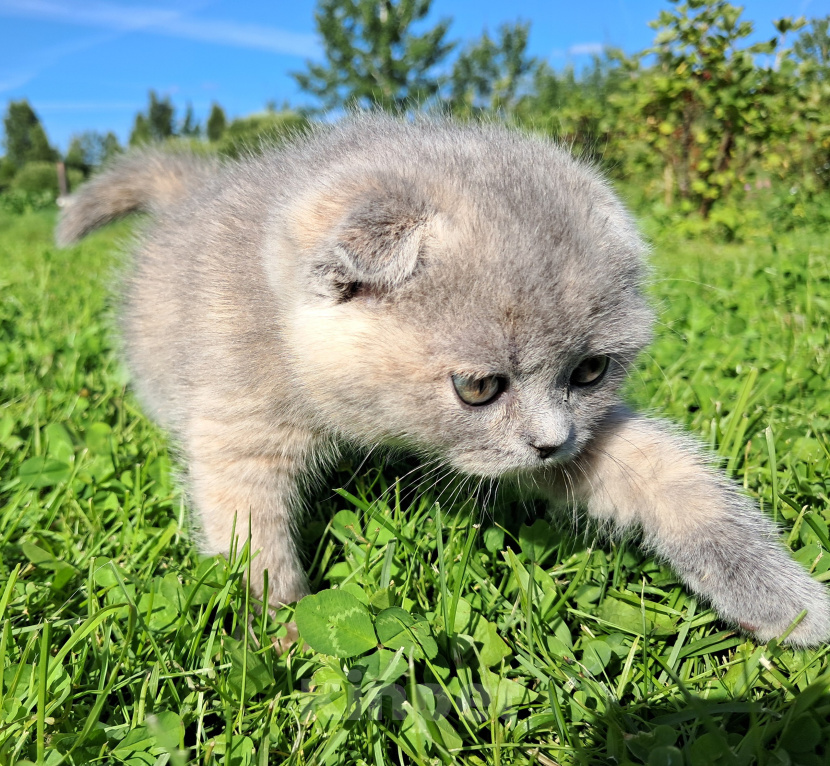 Кошки в Санкт-Петербурге: Шотландский котёнок Девочка, 40 000 руб. - фото 5