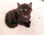 Кошки в Долгопрудном: Британские кошечки Девочка, 3 500 руб. - фото 2