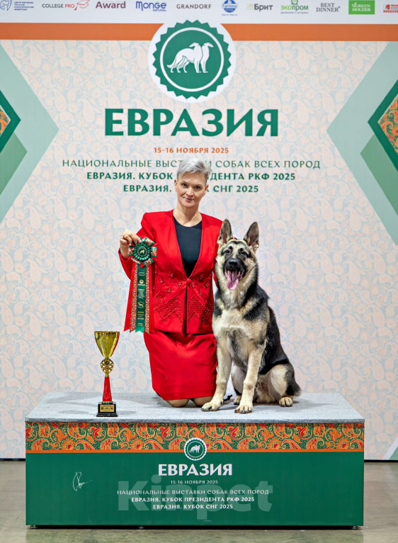 Собаки в Москве: Щенки Восточноевропейской овчарки Девочка, 65 000 руб. - фото 4