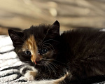 Кошки в Рязани: Котята  в добрые руки Разнополые, Бесплатно - фото 1