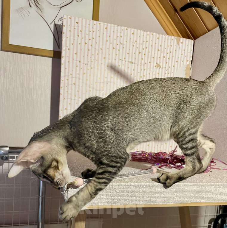 Кошки в Перми: Ориентальный котенок  Девочка, 35 000 руб. - фото 6