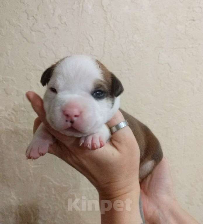 Собаки в Москве: Шикарный парень амстаффа  Мальчик, 80 000 руб. - фото 2