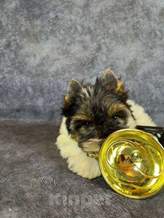 Собаки в Вологде: Щенок бивер терьера Дэйви. Плюшевый медвежонок в качестве домашнего любимца. Мальчик, 45 000 руб. - фото 8