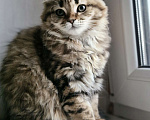 Кошки в Ростове-на-Дону: Шотландские вислоухие котята Девочка, 6 000 руб. - фото 4