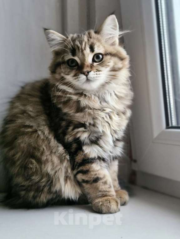 Кошки в Ростове-на-Дону: Шотландские вислоухие котята Девочка, 6 000 руб. - фото 4