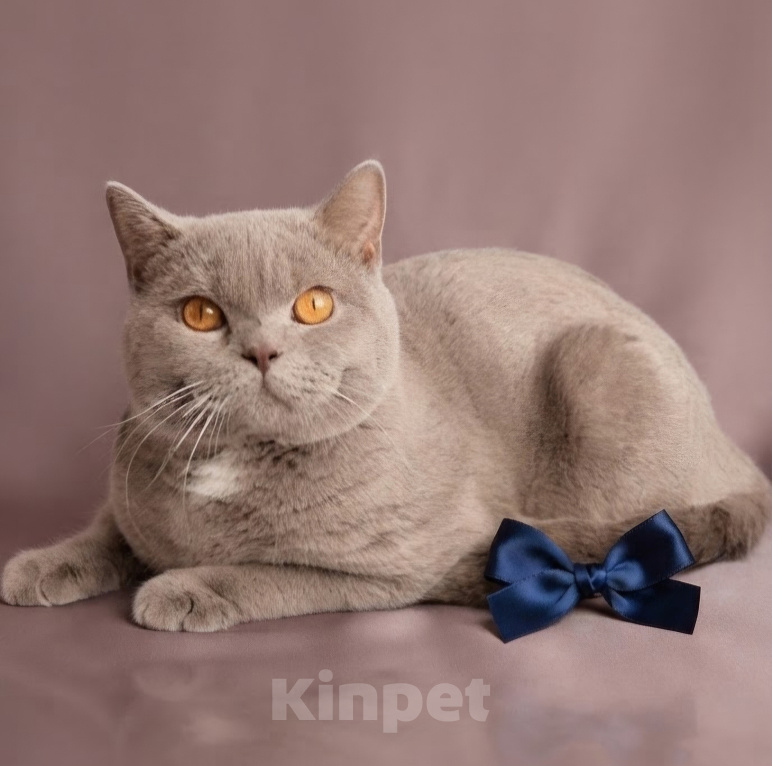 Кошки в Екатеринбурге: Британский котик Мальчик, 40 000 руб. - фото 3