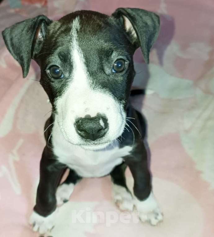 Собаки в Омске: Девочка  Девочка, 15 000 руб. - фото 2