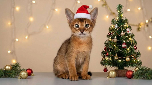 абиссинский котик дикого окраса под резерв 