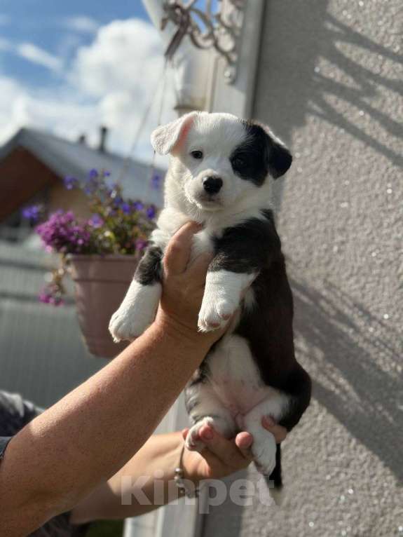 Собаки в Набережных Челнах: Сука вельш корги кардиган Девочка, 20 000 руб. - фото 2