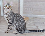 Кошки в Москве: Бенгальский мальчик серебро  Мальчик, Бесплатно - фото 3