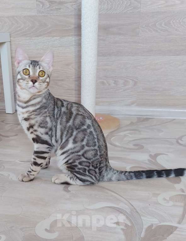 Кошки в Москве: Бенгальский мальчик серебро  Мальчик, Бесплатно - фото 3