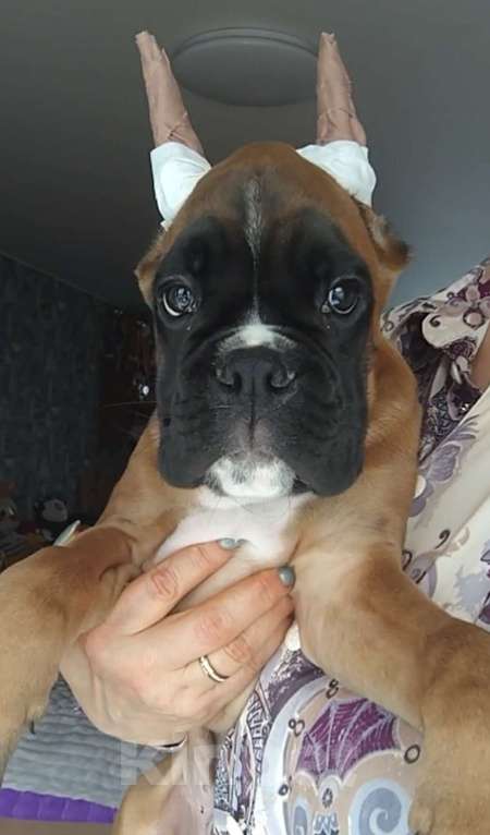 Собаки в Екатеринбурге: Мальчик Мальчик, 1 руб. - фото 1