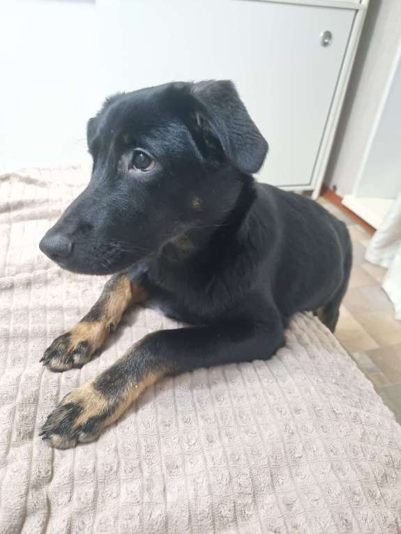 Собаки в Новочебоксарске: Отдам в добрые и заботливые руки щенка 7мес, у щенка все прививки имеются. Игривый, добрый, ласковый Мальчик, Бесплатно - фото 2