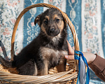 Собаки в Москве: Щенок 2х месяцев Бим в добрые руки Мальчик, Бесплатно - фото 1