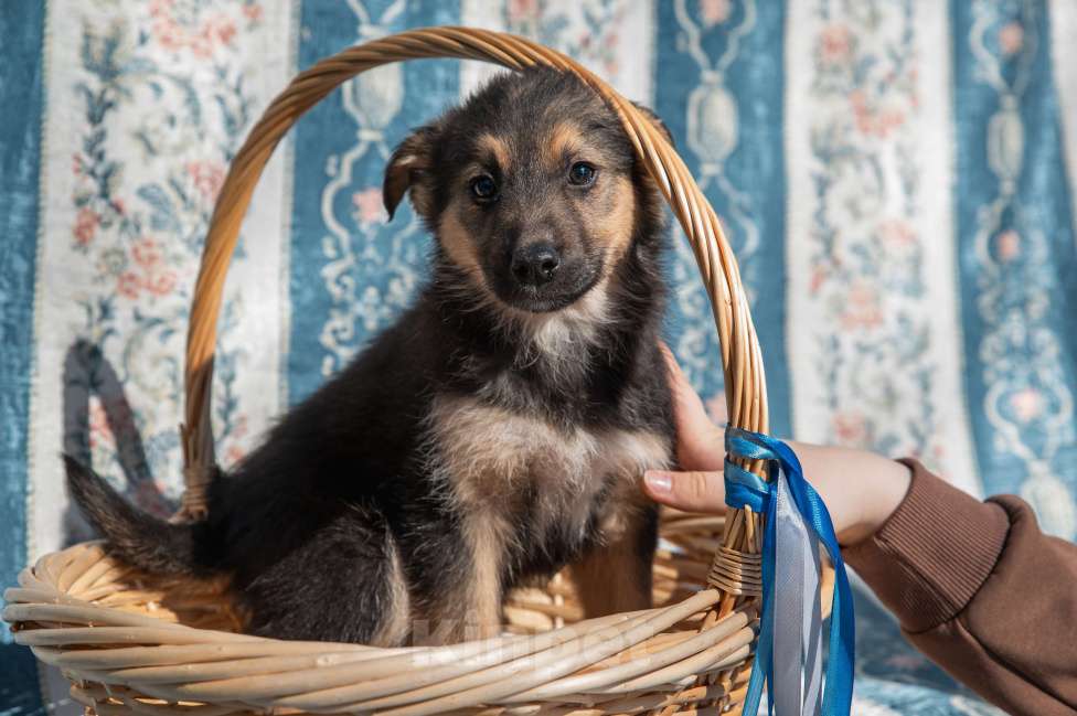 Собаки в Москве: Щенок 2х месяцев Бим в добрые руки Мальчик, Бесплатно - фото 1