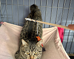 Кошки в Москве: Котенок в добрые руки Мальчик, Бесплатно - фото 3