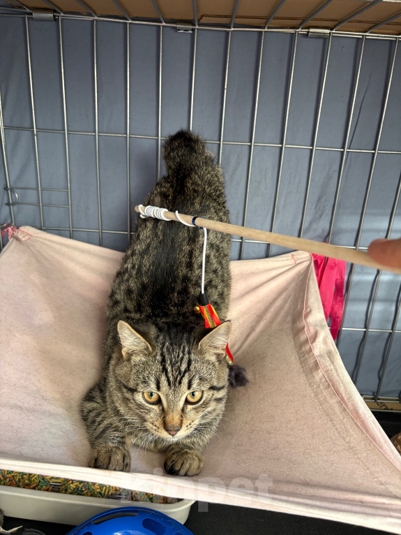 Кошки в Москве: Котенок в добрые руки Мальчик, Бесплатно - фото 3