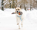 Собаки в Москве: Солнечный Санни ищет дом Мальчик, Бесплатно - фото 2
