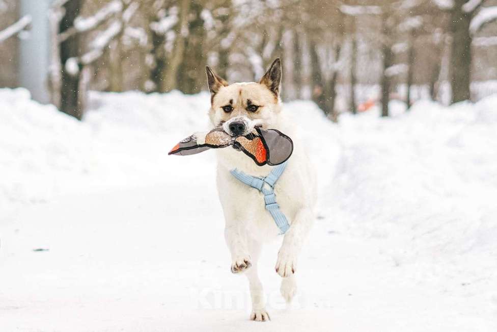 Собаки в Москве: Солнечный Санни ищет дом Мальчик, Бесплатно - фото 2