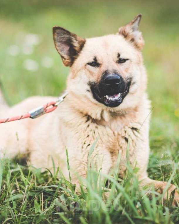 Собаки в Москве: Джемма. Радостная собака Девочка, Бесплатно - фото 4