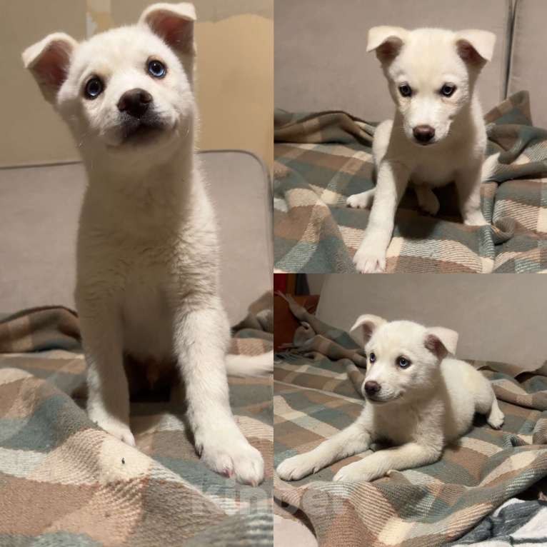 Собаки в Санкт-Петербурге: Щенки помски Мальчик, 15 000 руб. - фото 5