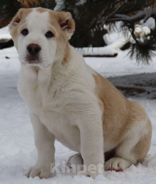 Собаки в Краснодаре: Щенок САО Мальчик, 35 000 руб. - фото 4