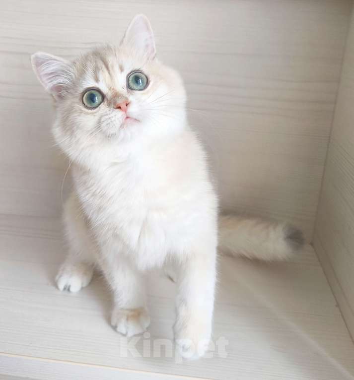 Кошки в Москве: Голубая золотая шиншилла Девочка, 40 000 руб. - фото 3