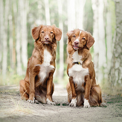 Толлер (новошотландский ретривер)